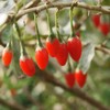 Outsidepride Goji Berry Fruit Plant Seeds - 20 Seeds
