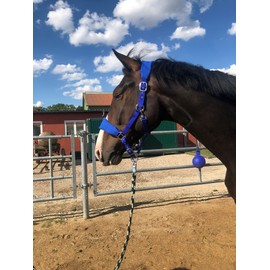 Cold-blood Padded Headcollar for Horses Xfull with Fleece Halter for Horses Black 2 Adjustable Positions (Royal Blue, Thoroughbred (Cob))