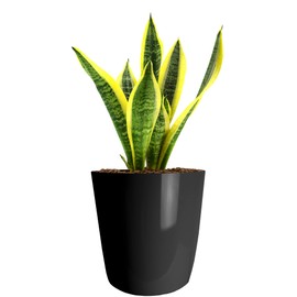 The HC Companies 6 Inch Aria Round Self Watering Planter - Plastic Plant Pot for Indoor Outdoor Plants Flowers Herbs, Glossy Black