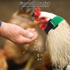 POPETPOP 2pcs Rooster Collar, No Crow Adjustable Chicken Collar, Anti