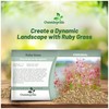 Outsidepride Rhynchelytrum Ruby Grass Seeds - 100 Pcs, Perennial Drought-Tolerant