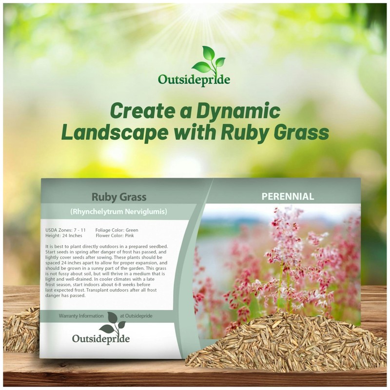 Outsidepride Rhynchelytrum Ruby Grass Seeds - 100 Pcs, Perennial Drought-Tolerant