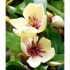 10 Pcs Banana Shrub Seeds Michelia Figo Fragrant Already Sprouted,