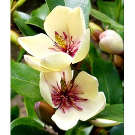 10 Pcs Banana Shrub Seeds Michelia Figo Fragrant Already Sprouted, Plant ASAP Upon Receipt