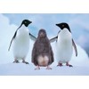 Edition Colibri Penguine Funny Postcard Set with 3 Different Postcards