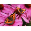 Edition Colibri Postcard Set Animals: Butterflies (6 Postcards) – Ideal