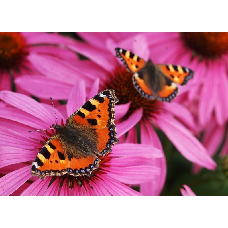 Edition Colibri Postcard Set Animals: Butterflies (6 Postcards) – Ideal