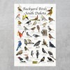 Where's Wildlife Backyard Birds of South Dakota Bird Identification Poster