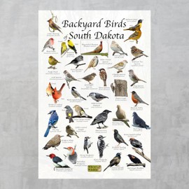 Where's Wildlife Backyard Birds of South Dakota Bird Identification Poster (8" x 12")