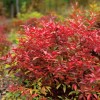 Shrubs Dwarf Nandina Firepower Shrub, Heavenly Bamboo, 4-12" Tall Live