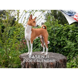 2025 2026 Basenji Calendar - Dog Breed Monthly Wall Calendar - 12 x 18 Open - Thick No-Bleed Paper - Giftable - Academic Teacher's Planner Calendar Organizing & Planning - Made in USA