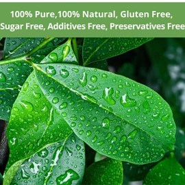 40 Soursop Leaves Tea Bags, Dried Soursop Graviola Leaves Tea, Sour Sop Leaves