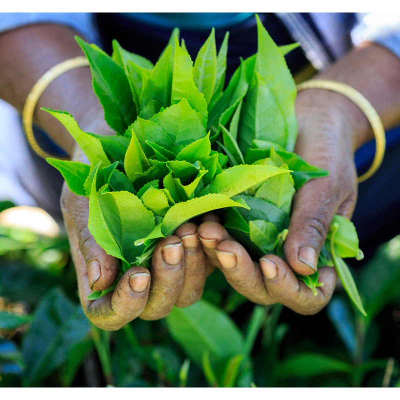 USDA Organic Nilgiri South Indian Loose Leaf Black Tea 1