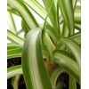 Shop Succulents Shop Succulents Spider Plant, Hanging Live Indoor Plant,