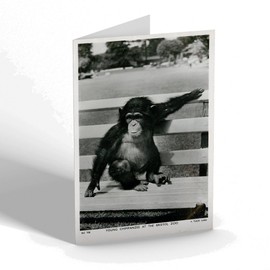GREETING CARD - Vintage Bristol - Young Chimpanzee at the Bristol Zoo