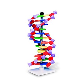 Molymod DNA Double Helix Model, 12 Segments, miniDNA Kit