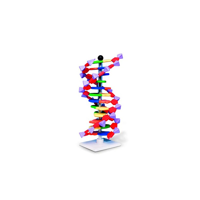 Molymod DNA Double Helix Model, 12 Segments, miniDNA Kit