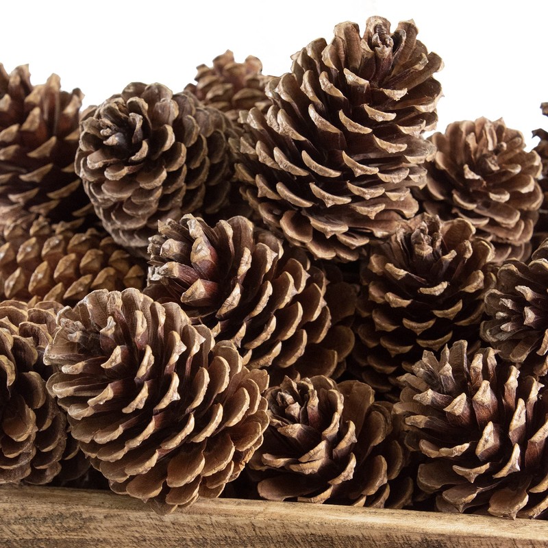 ANDALUCA Pinecone Vase & Bowl Fillers | Scented Pine Cones