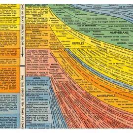 Histomap of Evolution Timeline Poster Chart - Gifts for Researchers - Visual Map Graph - Classroom Must Haves Decorations - Teacher Gifts - Educational Learning Homeschooling Paleontology (23x62)