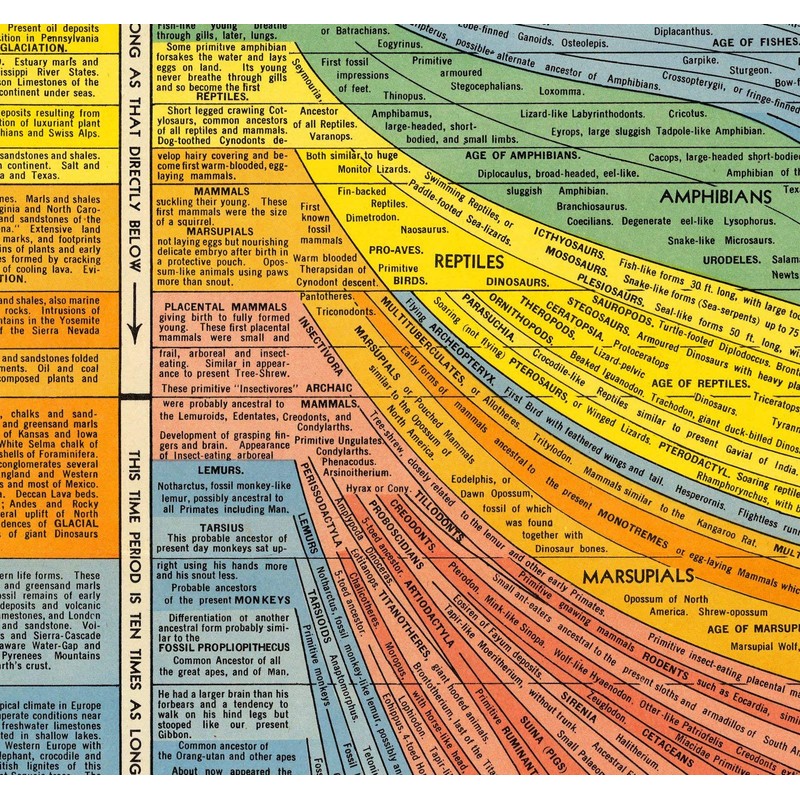 Histomap of Evolution Timeline Poster Chart - Gifts for Researchers