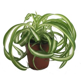 Bonnie Curly Spider Plant - Easy - Cleans The Air - 4" Pot - Grown by Hirt's Gardens
