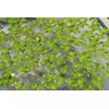Duckweed (Lemna Minor) - 100/200/500 Live Plants (500) by Aqua