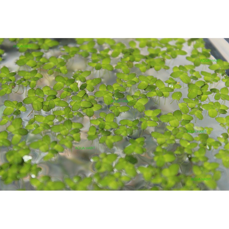 Duckweed (Lemna Minor) - 100/200/500 Live Plants (500) by Aqua