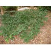 Spreading Japanese Plum Yew - Live Plant - 3 Gallon