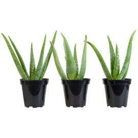 Aloe Vera Plant Live Succulent Plants (3 Pack), Live Aloe Vera Plant Succulents, Live Aloe Plant in Aloe Plant Pot, Aloe Plants Live Indoor Plants, Succulents Live House Plants by Plants for Pets