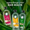 Herbal Essences Champú sin sulfato con miel para hidratación diaria,