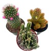 Florida House Plants BubbleBlooms Cactus Assortment, 4 inch Set of