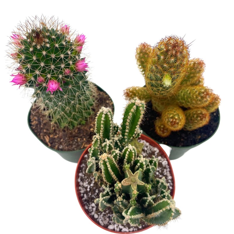 Florida House Plants BubbleBlooms Cactus Assortment, 4 inch Set of
