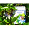 Unique Exotic Passion Flower Passionflower 10 Seeds for Planting Non-GMO