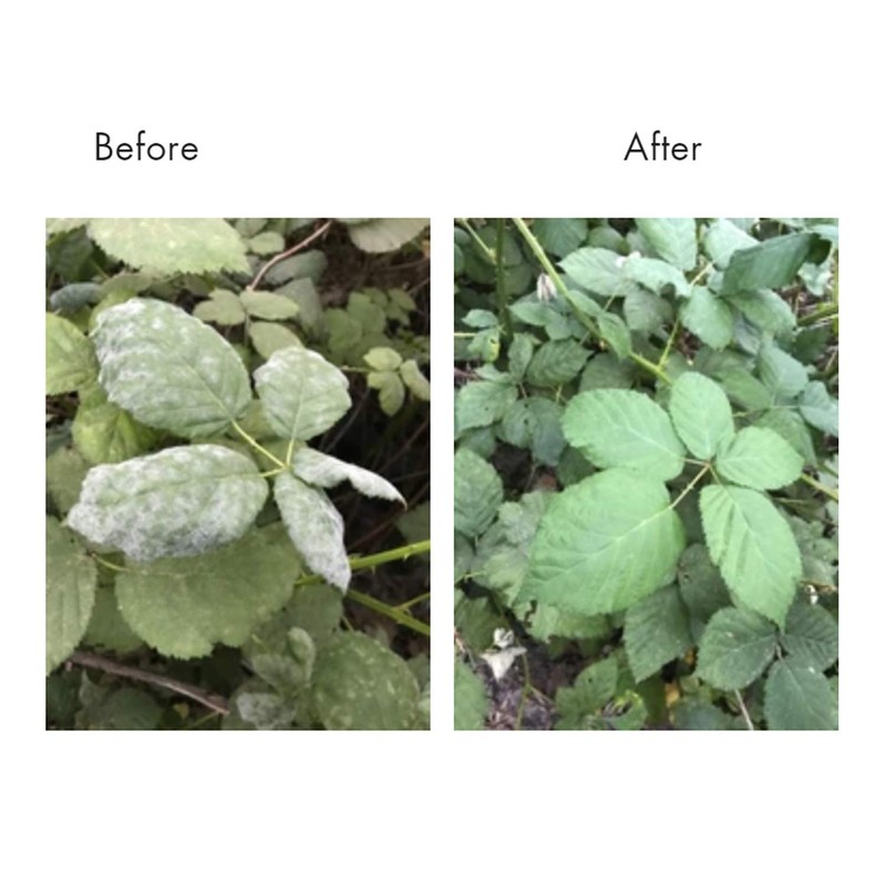 Lost Coast Plant Therapy- Plant wash 9OZ