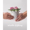 Fayoula Self Watering Plant Pot, 6 Inch African Violet Pots