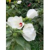 Foothill Gardens 50 Hardy White Hibiscus Seeds - organically grown,