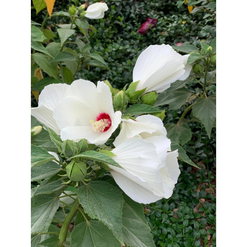 Foothill Gardens 50 Hardy White Hibiscus Seeds - organically grown,