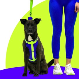 Pet Harness - No Pull Front & Rear Attachment | 4 Adjustable Straps | Breathable Neoprene Fabric | Room-to-Grow | Puppy Friendly (Blue Limeade, Large)