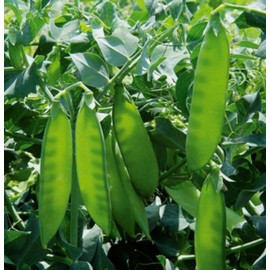 MAMMOTH MELTING SUGAR PEA! GREAT TASTE! 50 SEEDS! EAT THE ENTIRE POD!