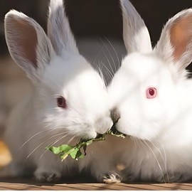 Birthday/Blank Greeting Card For Him/Her - Male/Female - Photographic White Rabbits Design - General Card Suitable for Any Occasion - Made in the UK - Eco-Friendly