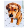 Band Aid Dog Dog Get Well Card