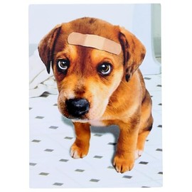 Band Aid Dog Dog Get Well Card