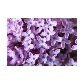 Lilac Blossom - Candle & Soap Fragrance Oil (1 oz)