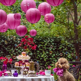 Hot Pink Paper Lanterns - 25 Piece Set - Party Decorations for Birthdays, Weddings and Special Occasions by Avoseta