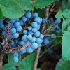 Creeping Oregon Grape Seeds (Mahonia repens) Packet of 10 Seeds