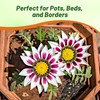 Outsidepride New Day Rose Striped Gazania Seeds for Planting –