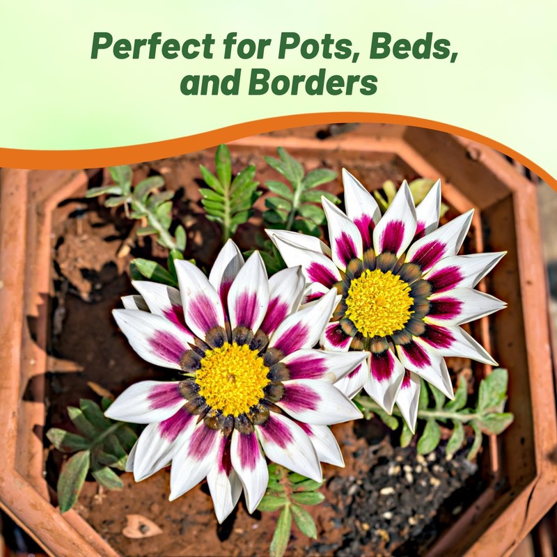 Outsidepride New Day Rose Striped Gazania Seeds for Planting –