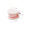 SNAWOP Dental Standard Teeth Model Denture Tooth Model Typodont Demonstration