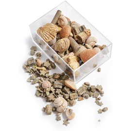 Namvo Fossil and Rock Box Set for School Geological Education Home Decor Gift for Children