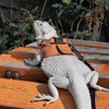3 Pack Bearded Dragon Harness and Leash Set - Adjustable